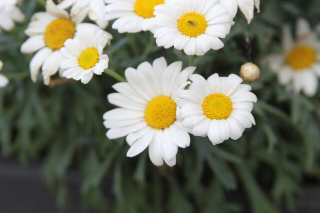 Nahaufnahme