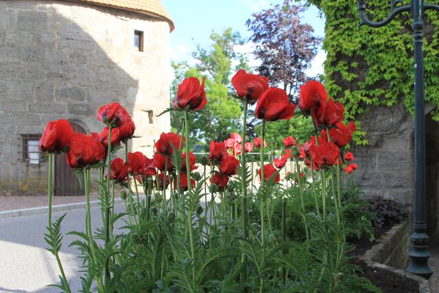 Tolle Blumen