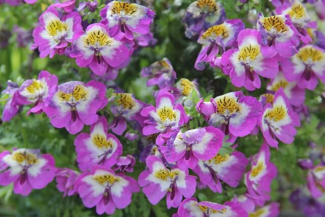 Nahaufnahme