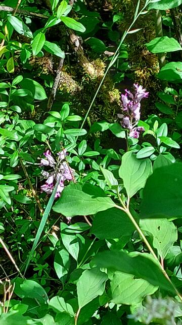 Versteckt im Gebüsch