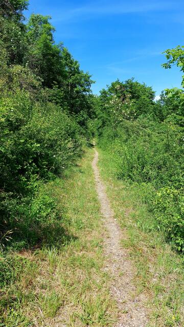 Pfad auf dem Kleb