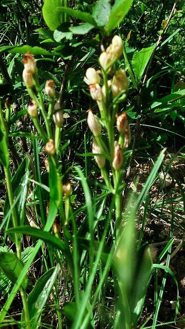 Bleiches Waldvöglein