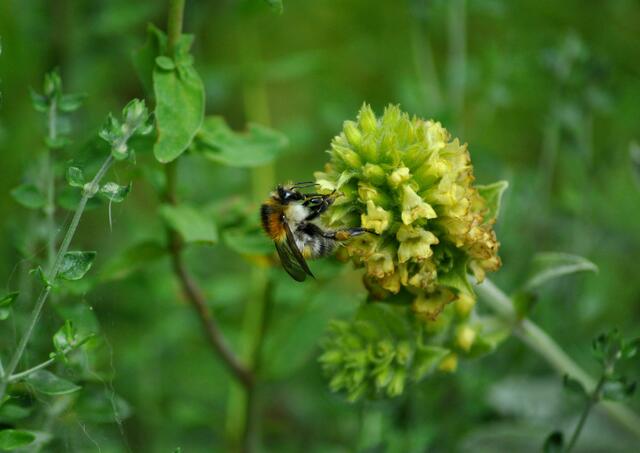 Wildbiene am griechischen Bergtee (Sideritis syriaca) | Foto: Daniela Somers