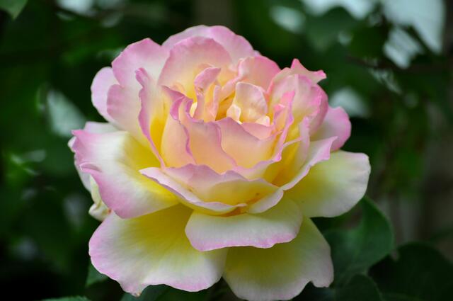 die Blüte der Gloria Dei verändert ihre Farbe. Je weiter sie aufblüht, desto mehr Rosa bekommt sie. | Foto: Daniela Somers