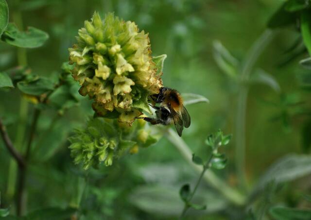 Wildbiene am griechischen Bergtee (Sideritis syriaca) | Foto: Daniela Somers
