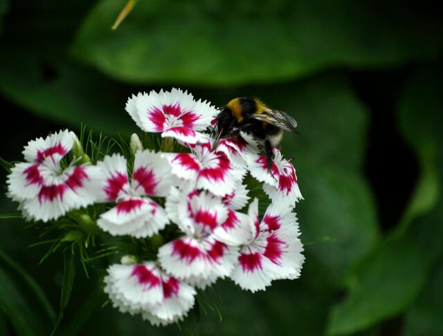 Hummel an der Bartnelke | Foto: Daniela Somers