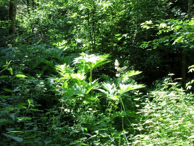Herkulesstaude (Riesen Bärenklau) im Brühltal
