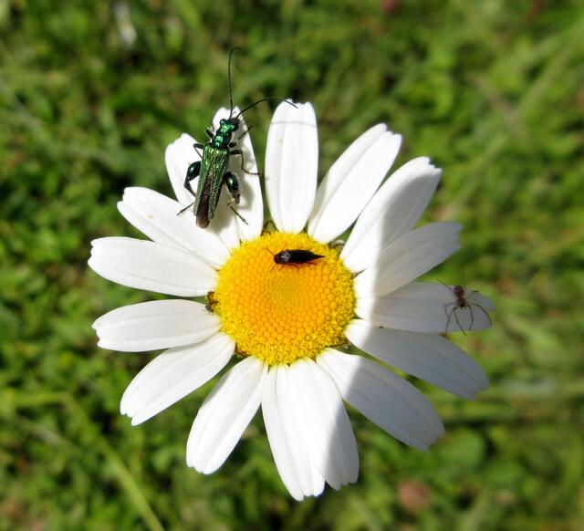 Die Spinne verlässt auf 3 Uhr die Schauplatz, auf 9 Uhr kommt nun eine kleine Laus zum Vorschein.