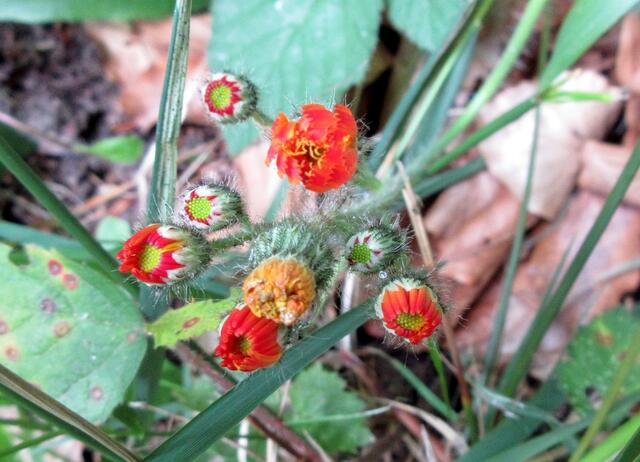Das orangerote Habichtskraut ist in den Gebirgen heimisch, über Gärten und verwildern hat es nun den Weg in den Heilbronner Wald gefunden