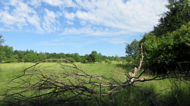 Die Waldheide, immer wieder, zu allen Jahreszeiten und von allen Seiten fotogen