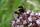 Erdhummel an Dost