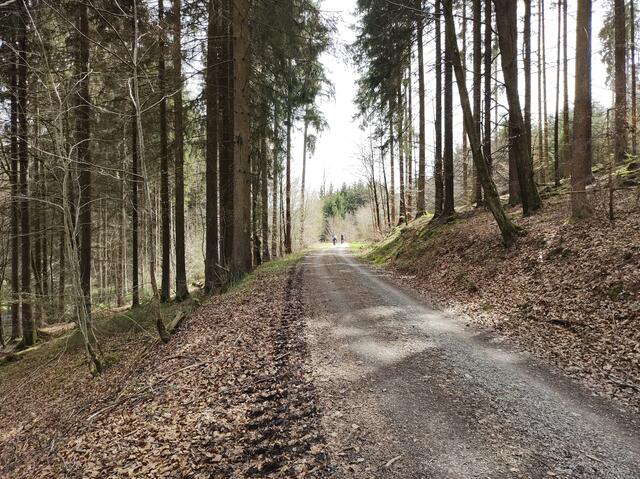 Schöne Waldstrecke mit angenehmen Gefälle.