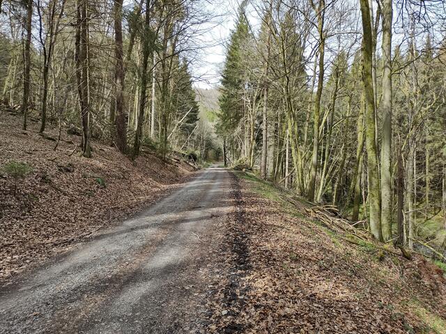 Schöne Waldstrecke mit angenehmen Gefälle.