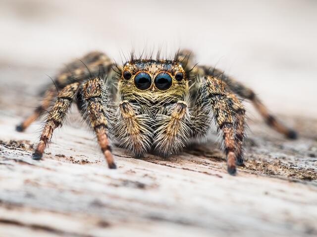 Springspinne (Carrhotus xanthogramma Weibchen)