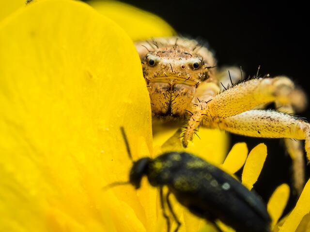 Krabbenspinne lauert auf Beute