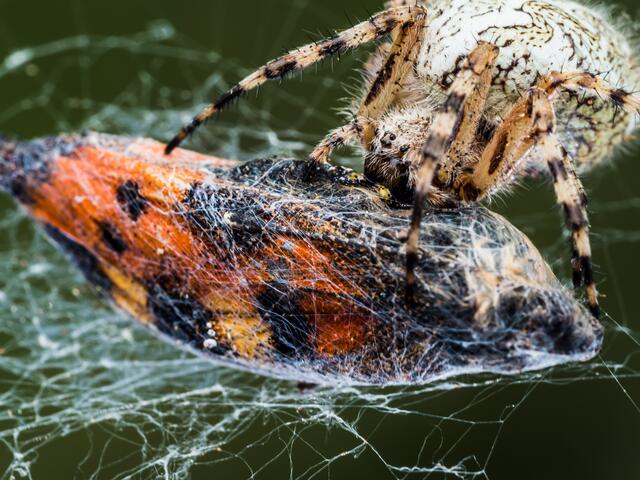 Eichblatt Radspinne mit erbeutetem Schmetterling