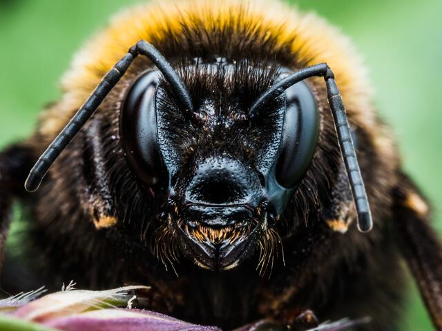 Hummel
