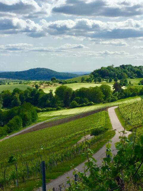 Durch die Weinberge zurück zu Parkplatz