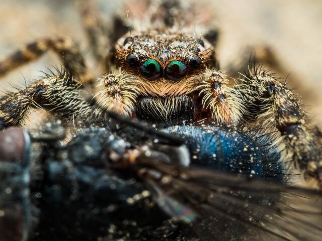 Rindenspringspinne mit Beute