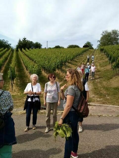 In den Weinbergen