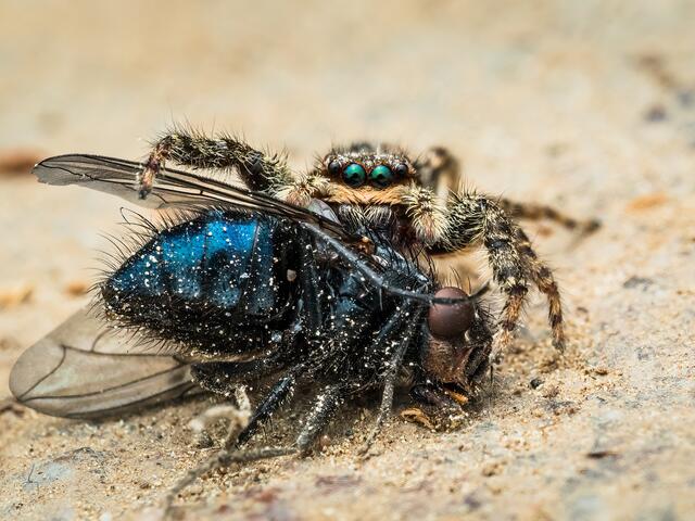 Rindenspringspinne mit Beute
