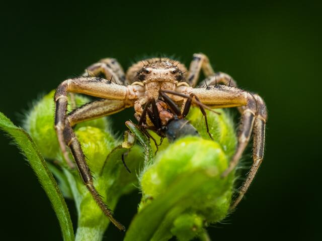 Krabbenspinne mit erbeuteter Ameise