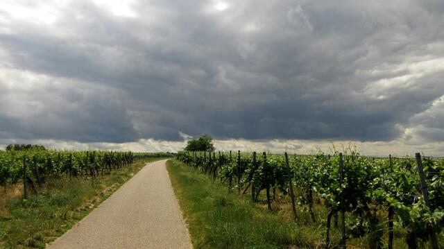 Und wieder ziehen Wolken herauf bzw. haben wir die Wanderrichtung gewechselt und gingen wieder auf die dunklen Wolken zu