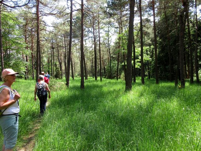 Ein Bad im Kiefernwald