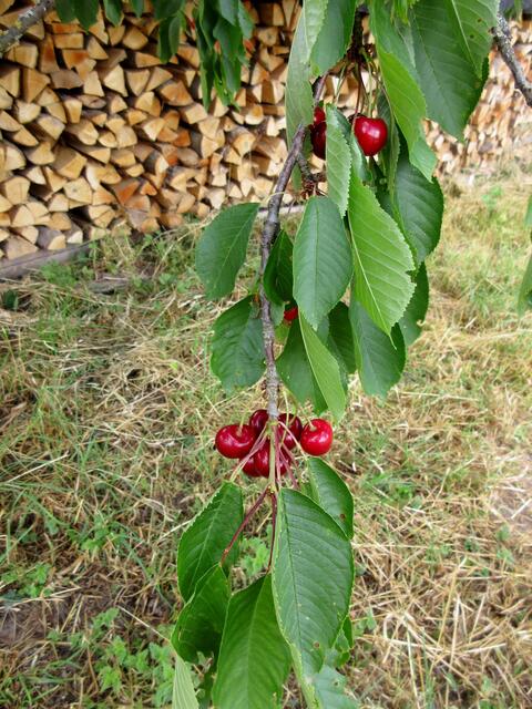 Und die Kirschen sind reif, wobei hier der Baum wirklich voll hängt.