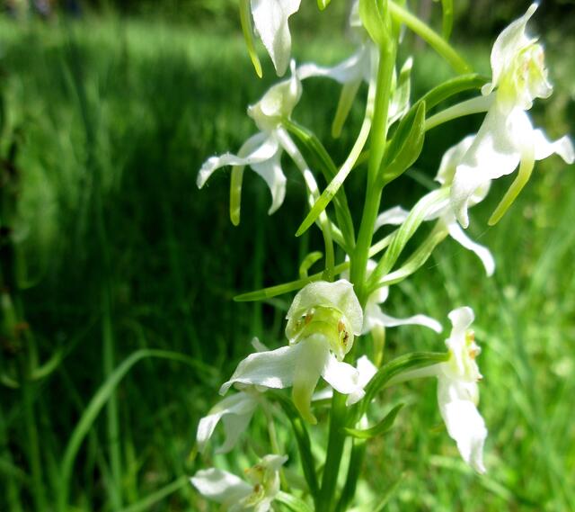 Waldhyazinthen werden auch Kuckucksblumen genannt.