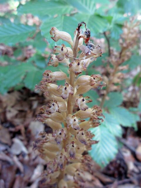 Diese unscheinbare Pflanze, die teilweise am Wegrand zertreten war, wohl aus Unkenntnis, ist auch eine Orchidee. Der Teilnehmer fragten ungläubig und mehrfach nach, ob sie bereits verblüht sei. Es ist ein Nestwurz, die zur Familie der Orchideen gehören und zwar hier speziell der Vogel-Nestwurz
