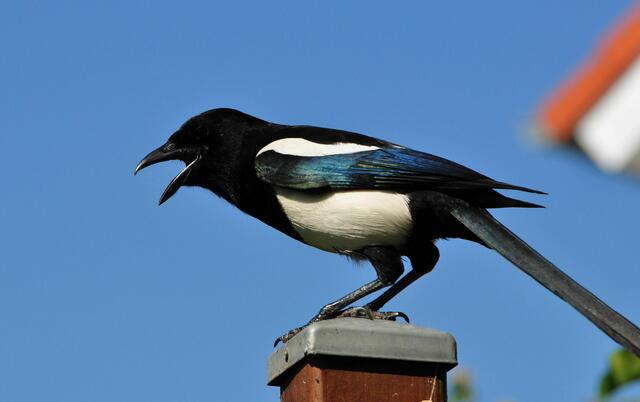 Lautstarker Protest | Foto: Daniela Somers