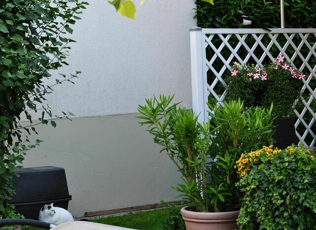 Die Elster rechts oben bewacht die Nachbarskatze | Foto: Daniela Somers