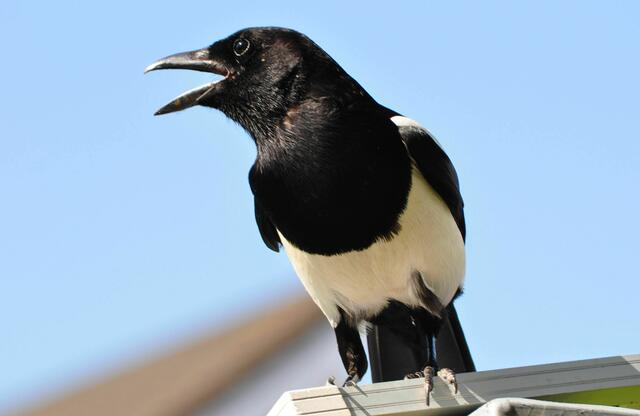 Lautstarker Protest | Foto: Daniela Somers