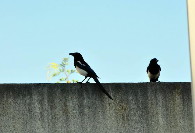 Beide Richtungen werden bewacht | Foto: Daniela Somers