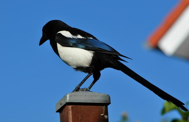 In 2 Meter Höhe wird beobachtet. 3 Meter von mir entfernt. | Foto: Daniela Somers