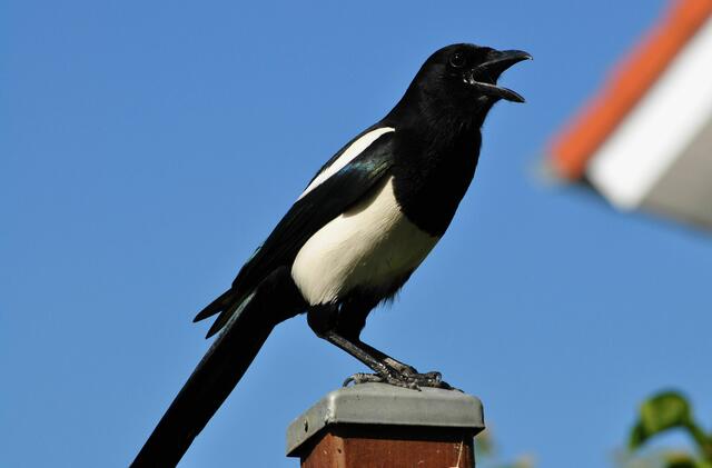 Lautstarker Protest | Foto: Daniela Somers
