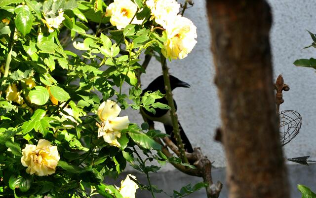 Genaue Beobachtung | Foto: Daniela Somers