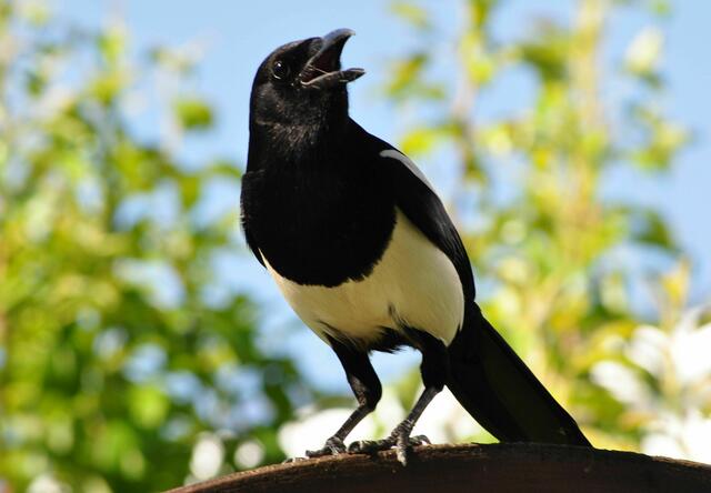 Lautstarker Protest | Foto: Daniela Somers