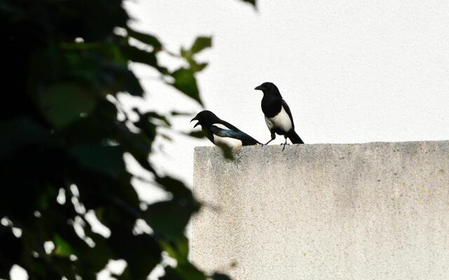 Bewachung von oben | Foto: Daniela Somers