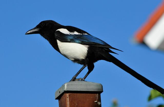 In 2 Meter Höhe wird beobachtet. 3 Meter von mir entfernt. | Foto: Daniela Somers