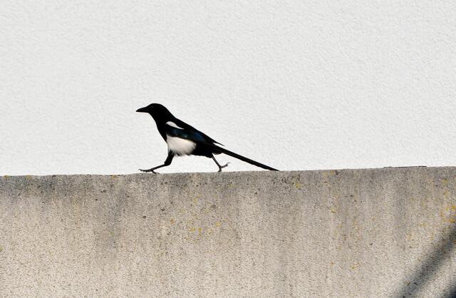 Abschreiten der Mauer | Foto: Daniela Somers