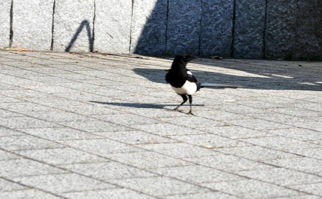 Unter dem Wohnwagen wird auch geschaut ob eine Katze dort ist. | Foto: Daniela Somers