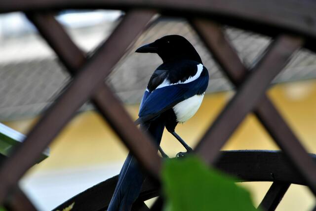 Keine Scheu mehr vor dem Mensch. Das Junge ist wichtiger. | Foto: Daniela Somers