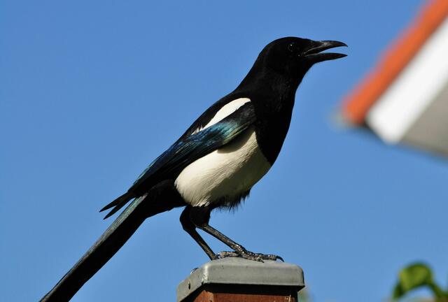 Tolle Tiere | Foto: Daniela Somers