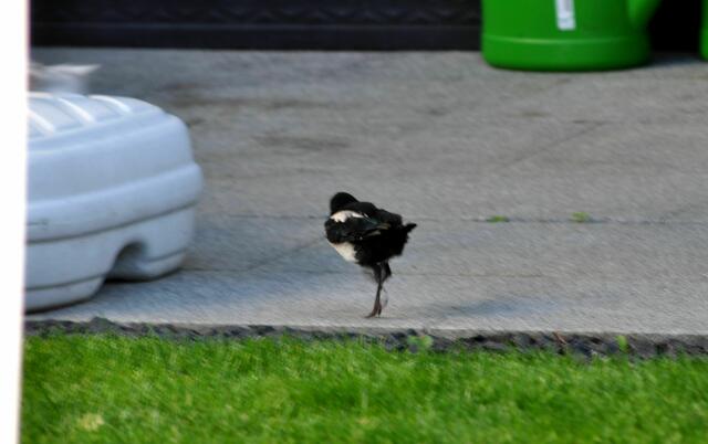 Das Jungtier | Foto: Daniela Somers