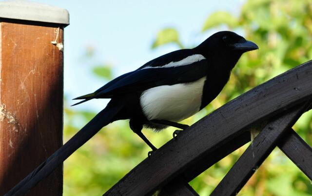 In 2 Meter Höhe wird beobachtet. 3 Meter von mir entfernt. | Foto: Daniela Somers