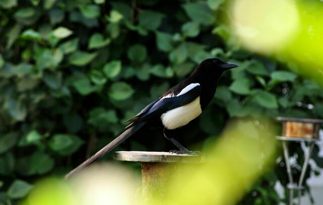 Auf Beobachtungsposten | Foto: Daniela Somers
