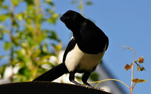 In 2 Meter Höhe wird beobachtet. 3 Meter von mir entfernt. | Foto: Daniela Somers