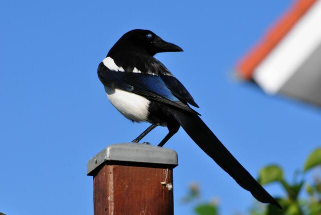 In 2 Meter Höhe wird beobachtet. 3 Meter von mir entfernt. | Foto: Daniela Somers